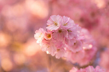 Nahaufnahme einer Japanischen Kirschblüte.  
