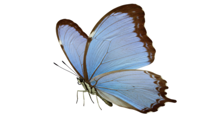 Isolated Butterfly