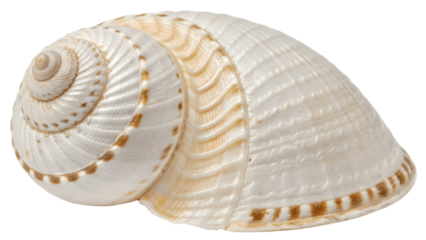 A pristine seashell, spiraling gracefully, whispers tales of ocean journeys and sun-drenched shores, its creamy white surface adorned with delicate brown lines against a pure white background.