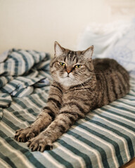 Tabby grey cat stretches in the bed after sleeping. Domestic pets life.