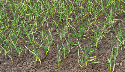 shoots of young garlic grow