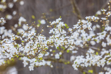 Cherry blossom flowers in the forest