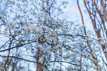 Cherry blossom flowers in the forest