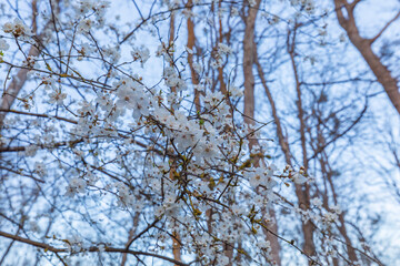 Cherry blossom flowers in the forest