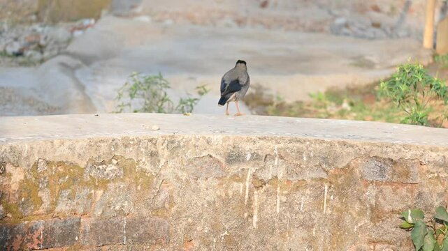Indian Myna Birds. Its other names Common myna and mynah. This is  a bird of the starling family Sturnidae. This is a group of passerine birds which are native to southern Asia, especially India. 