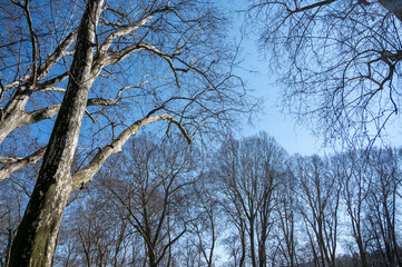 Platanenallee im Frühling