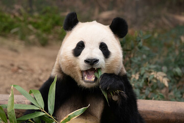 Happy Female Panda, Fu Bao, South Korea