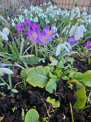 Flowerbed with purple crocuses and white snowdrops