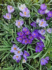 Light and dark purple crocuses in a field of green grass
