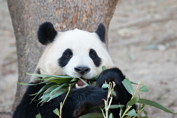 Obraz premium Happy Female Panda, Fu Bao, South Korea