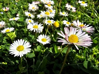 Field of wild daisies with yellow center on a sunny spring day