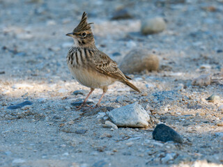 Crested lark observed in Paralia Mesis Greece's terrain