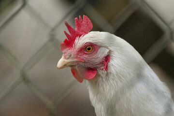 Gallus gallus domesticus aka hen or chicken close-up portrait behind the fence. Small farm in countryside.