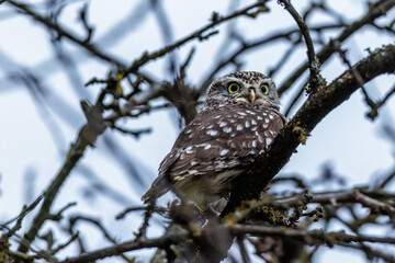 Steinkauz (Athene noctua)
