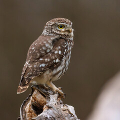 Steinkauz (Athene noctua)
