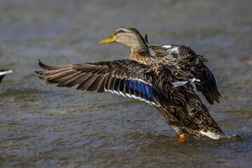 Stockente (Anas platyrhynchos) Weibchen