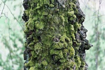 Moss covered tree. Wild nature in deep forest.
