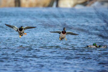 Stockente (Anas platyrhynchos) Männchen