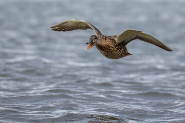 Stockente (Anas platyrhynchos) Weibchen