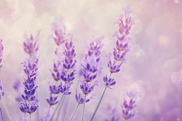 Naklejka premium Beautiful lavender flowers growing in a soft and gentle display