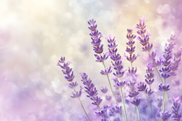 Obraz premium Beautiful stems of lavender flowers with purple and soft tones