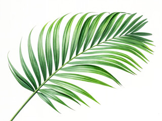 Beautiful Palm Leaf isolated on white backgroun, Fresh, Green, and Vibrant Nature"