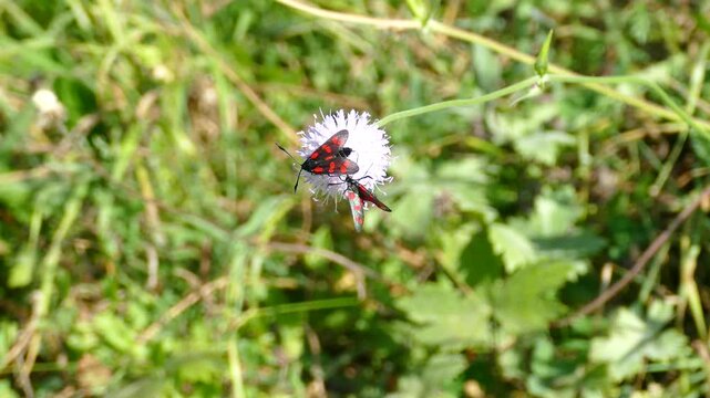 Six-spot Burnet (Zygaena filipendulae) moving around on a small scabious in Zurich, Switzerland