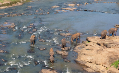 A herd of elephants walks along a morning river bed in the jungles of Sri Lanka.