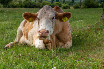 Close-up of a resting cow on a green pasture