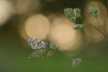 una farfalla melitaea al tramonto