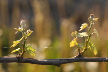 pianta di vite in primavera