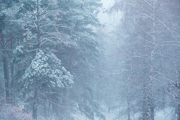 Foggy winter landscape in mountain forest