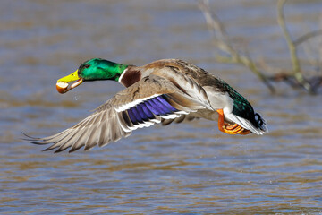 Obraz premium Stockente (Anas platyrhynchos) Männchen