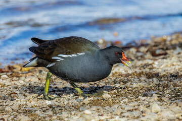 Teichhuhn (Gallinula chloropus)