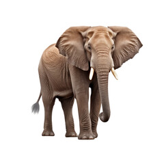 Fototapeta premium African Elephant Island on transparent background