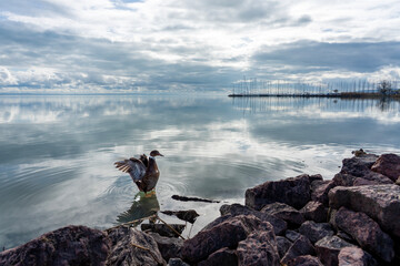 Lake Balaton Balatonkenese with a duck open wings on the coast