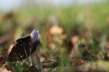 fiore di croco in primavera