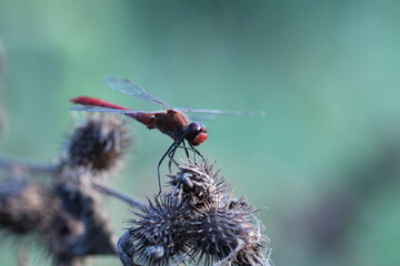 una libellula al tramonto in estate