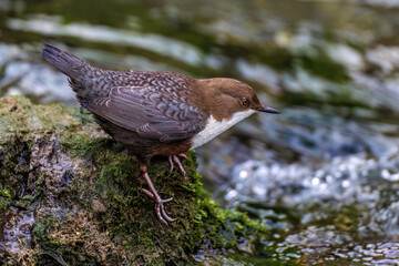 Wasseramsel (Cinclus cinclus)