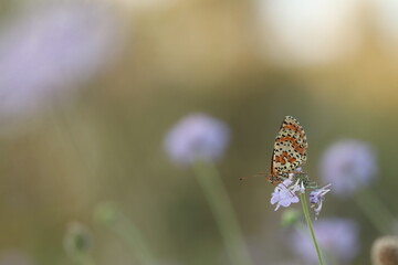 una farfalla melitaea al tramonto