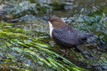 Wasseramsel (Cinclus cinclus)