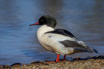 Gänsesäger (Mergus merganser) Männchen