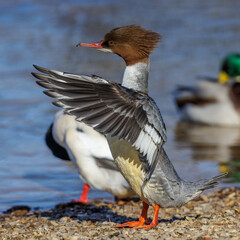 Gänsesäger (Mergus merganser) Weibchen