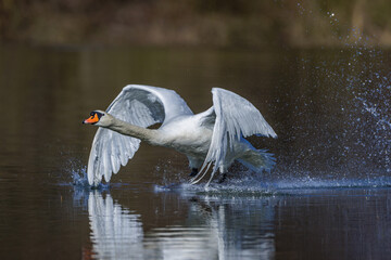 Höckerschwan (Cygnus olor)
