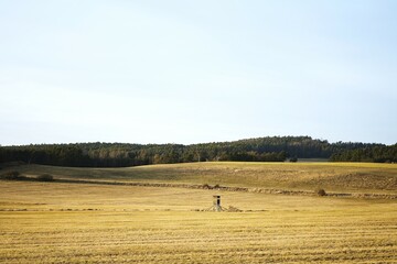 Obraz premium Golden field. Wide horizon. Lonely tower. Silent view.