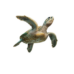 A green sea turtle gracefully swimming through water with its flippers extended and a beautifully patterned shell.