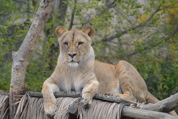 Lioness