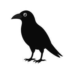 Fototapeta premium a large billed crow on white background.eps