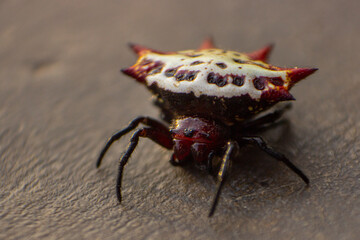 Close-up of a spiny orb-weaver spider (Gasteracantha sp.) on a green leaf. Its white and red spiked shell contrasts with the background, showcasing unique patterns and textures in nature.