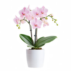 Fototapeta premium A delicate pink orchid with multiple blooms and green leaves in a white pot.